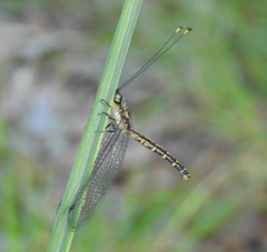 Suhpalacsa subtrahens