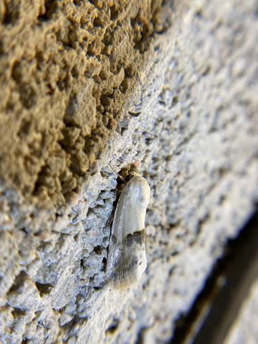 iNaturalist observation photo of Olive-shaded Bird-dropping Moth