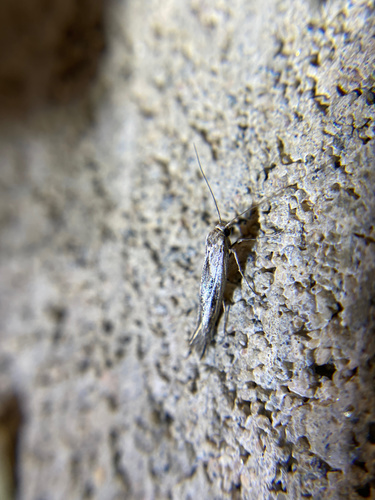 iNaturalist observation photo of Butterflies and Moths