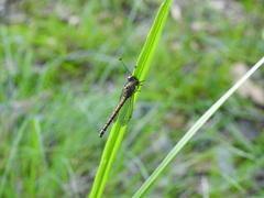 Suhpalacsa subtrahens