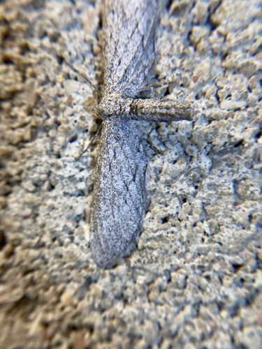 iNaturalist observation photo of Geometer Moths