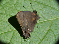 Electrostrymon denarius
