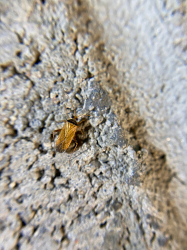 iNaturalist observation photo of Brown Creosote Phytocoris