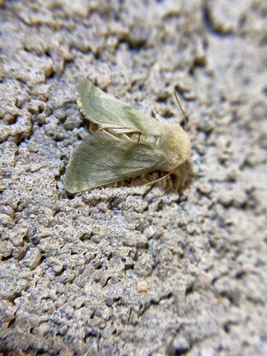 iNaturalist observation photo of Pale Nocloa