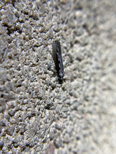 iNaturalist observation photo of Butterflies and Moths