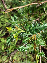 Grevillea acanthifolia