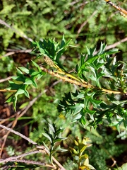 Grevillea acanthifolia