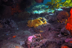 Holopsamma laminaefavosa