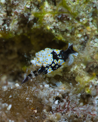 Colpodaspis thompsoni