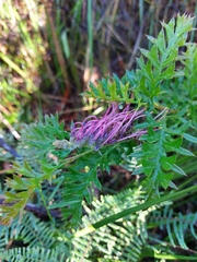 Grevillea acanthifolia