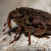 Portulaca Leafmining Weevil - Photo (c) Bradley Rentz, some rights reserved (CC BY-NC), uploaded by Bradley Rentz