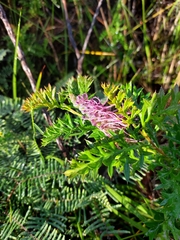 Grevillea acanthifolia