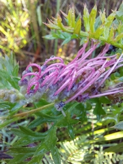 Grevillea acanthifolia