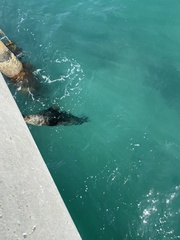 Arctocephalus pusillus