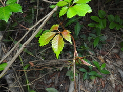 Causonis