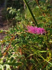 Grevillea acanthifolia