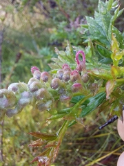 Grevillea acanthifolia