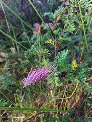 Grevillea acanthifolia