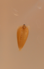 Phyllopoda
