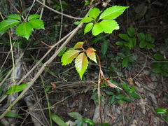Causonis