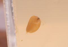Phyllopoda