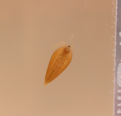 Phyllopoda
