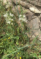 Ornithogalum narbonense
