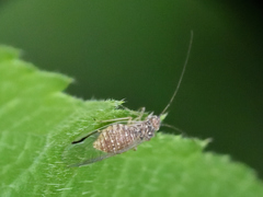 Dasydemella