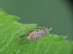 Dasydemella