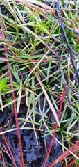 Stylidium subulatum