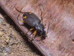 Chlaenius flaviguttatus