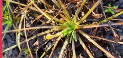 Stylidium subulatum