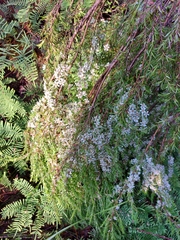 Leptospermum juniperinum