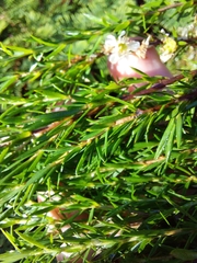 Leptospermum juniperinum