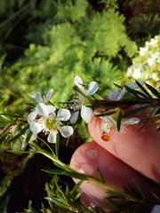 Leptospermum juniperinum