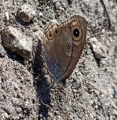 Lasiommata schakra