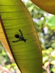 Ropalidia sumatrae