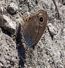 Lasiommata schakra