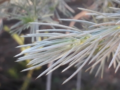 Aspalathus florifera