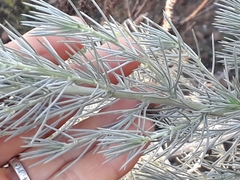 Aspalathus florifera