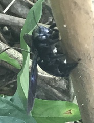 Xylocopa nasalis