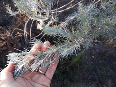 Aspalathus florifera