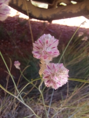 Ptilotus schwartzii