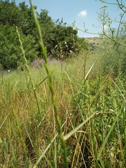 Thinopyrum intermedium intermedium