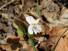 Viola