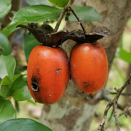 Diospyros cathayensis iNat (2)