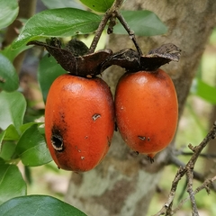Diospyros cathayensis