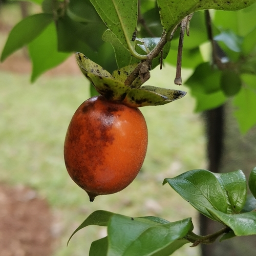 Diospyros cathayensis