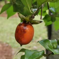 Diospyros cathayensis