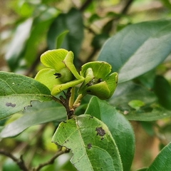 Diospyros cathayensis